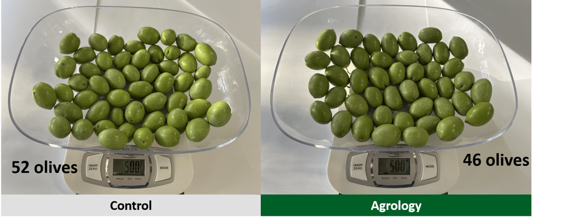 Picture 5. With the application of the Agrology Program (right), 500 g of fruit corresponds to 46 olives, while in the control (left), 500 g is made up of 52 olives.