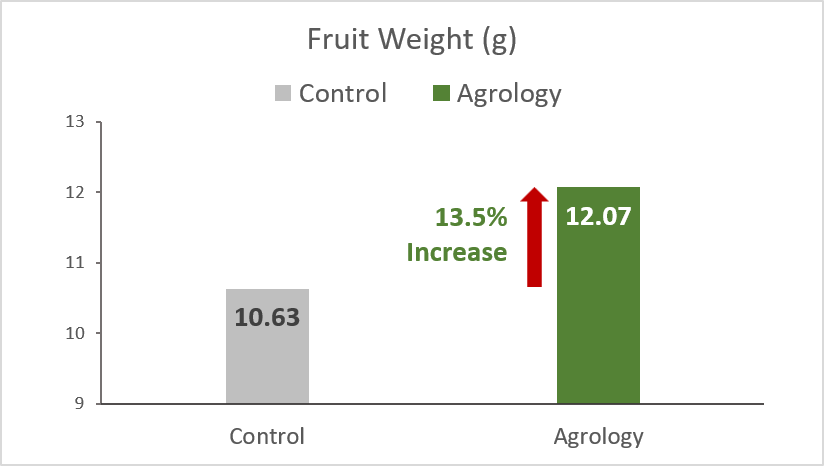 Picture 6. Fruit Weight (g). With the application of Agrology Program, an increase in Fruit Weight of 13.5% (+1.44 g) was achieved compared to the control in Table Olives