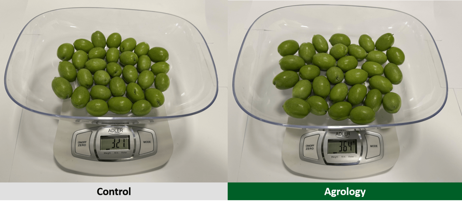 Picture 7. Samples of 30 fruits from the Agrology Program (right) and the control (left) in Table Olives