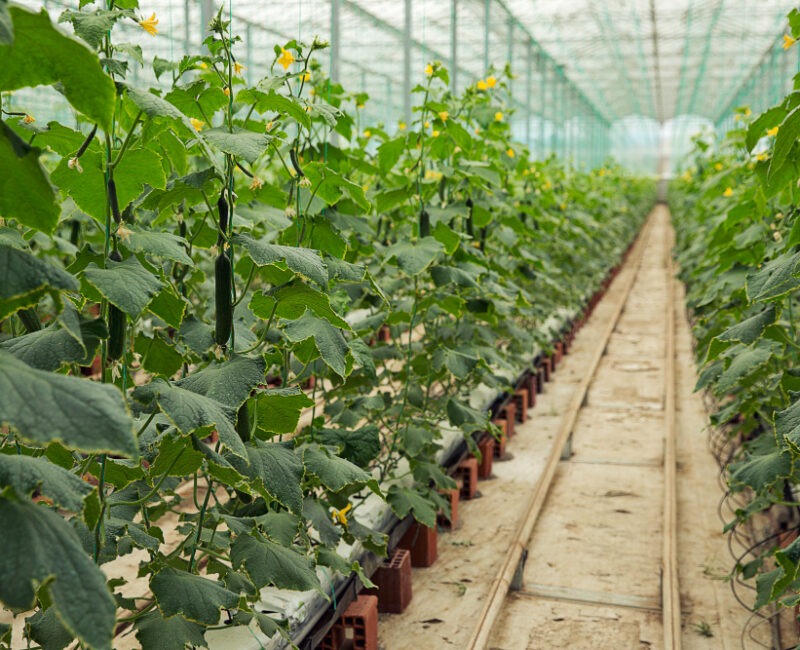 Greenhouse Farming and Functional Crop Nutrition®: Measurable Results Across Key Vegetable Crops