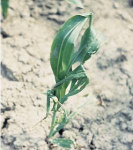 Καλαμπόκι-Έλλειψη Ασβεστίου