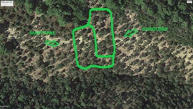 Εικόνα 1. Πεδινός ελαιώνας στα Κύρια