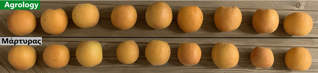 Εικόνα 11. Δείγμα Καρπών Βερίκοκου του Μάρτυρα (κάτω) και του Προγράμματος Agrology (επάνω)