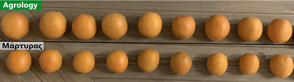 Εικόνα 7. Δείγμα Καρπών Βερίκοκου του Μάρτυρα (κάτω) και του Προγράμματος Agrology (επάνω)