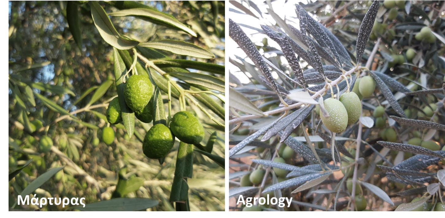 Εικόνα 6. Όψη ελαιόδεντρου στο τμήμα του Μάρτυρα (αριστερά) και όψη ελαιόδεντρου στο τμήμα Agrology (δεξιά).
