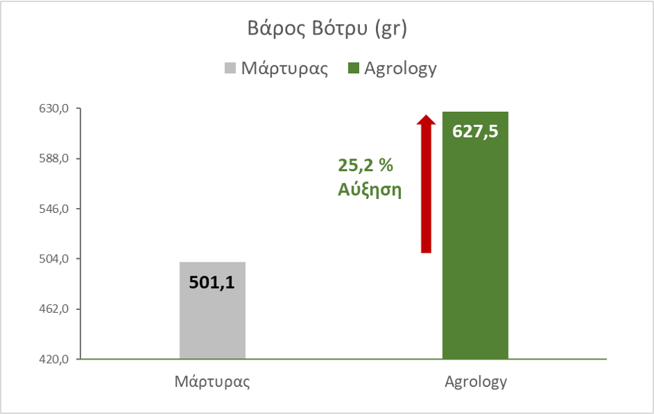 Εικόνα 6. Βάρος Βότρυ. Με την εφαρμογή του Προγράμματος Agrology, επιτεύχθηκε αύξηση του Bάρους του Βότρυ κατά 126,4 gr (+25,2%), συγκριτικά με τον Μάρτυρα.