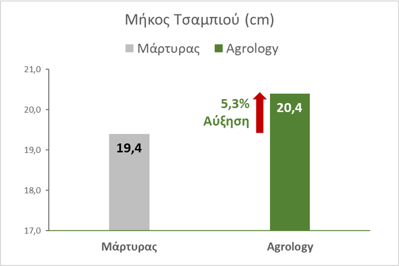 Εικόνα 2. Μήκος Τσαμπιού (cm). Με την εφαρμογή του προγράμματος Agrology, επετεύχθη αύξηση τoυ μήκους τσαμπιού κατά 1 cm (+5,3%), συγκριτικά με τον Μάρτυρα.