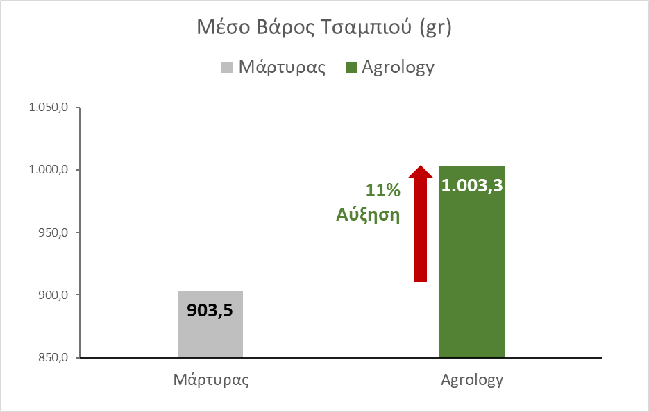 Εικόνα 2. Βάρος Τσαμπιού. Με την εφαρμογή του Προγράμματος Agrology, επιτεύχθηκε αύξηση του βάρους του τσαμπιού κατά 99,8 gr (+11%), συγκριτικά με το Μάρτυρα.