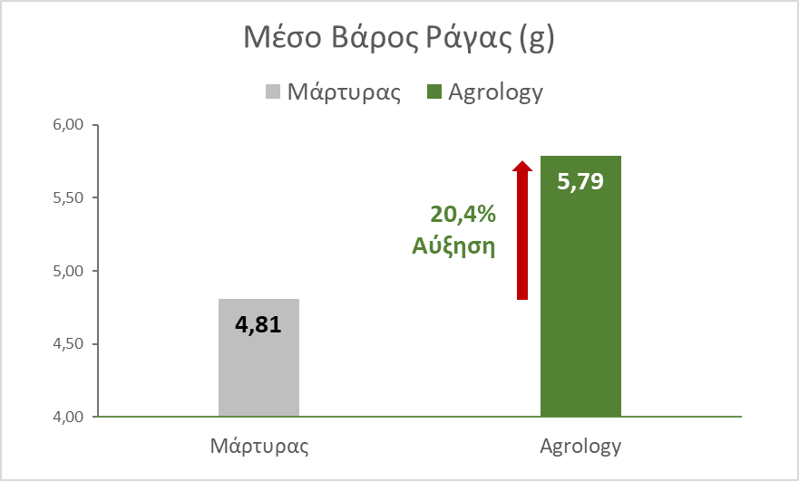 Εικόνα 13. Βάρος Ράγας. Με την εφαρμογή του Προγράμματος Agrology, επετεύχθη αύξηση του Βάρους ραγών κατά μέσο όρο 1,00 gr (+20,4%), συγκριτικά με το Μάρτυρα.
