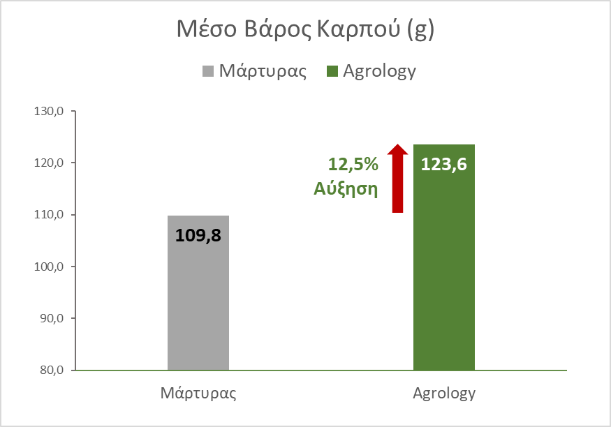 Εικόνα 3. Μέσο Βάρος Καρπών (g). Με την εφαρμογή του Προγράμματος Agrology, επιτεύχθηκε αύξηση του μέσου βάρους καρπών κατά 13,75 g (+12,5 %), συγκριτικά με τον Μάρτυρα.
