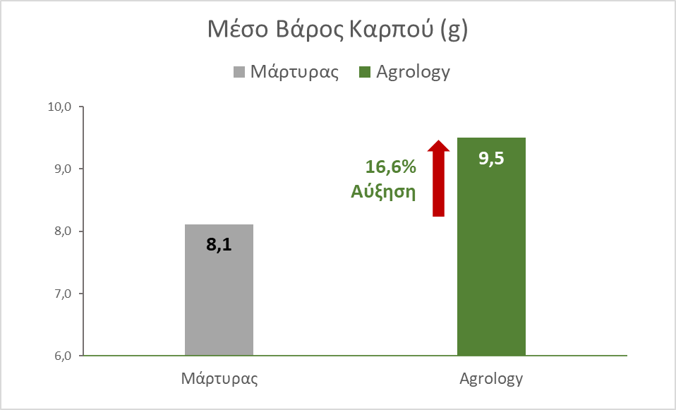 Εικόνα 4. Μέσο Βάρος Καρπού (g). Με την εφαρμογή του Προγράμματος Agrology, επετεύχθη αύξηση του Μέσου Βάρους Καρπού κατά 16,6% (+1,4 g), συγκριτικά με τον Μάρτυρα. 
