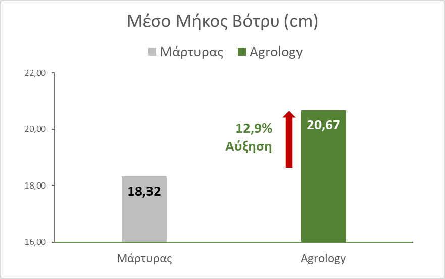 Εικόνα 5. Μήκος Βότρυ. Με την εφαρμογή του Προγράμματος Agrology, επετεύχθη αύξηση του Μήκους Βότρυ κατά μέσο όρο 2,35 cm (+12,9%), συγκριτικά με το Μάρτυρα.
