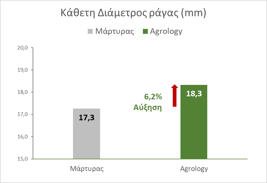 Εικόνα 9. Κάθετη Διάμετρος. Με την εφαρμογή του προγράμματος Agrology, επετεύχθη αύξηση κατά μέσο όρο 1,07 mm (+6,2%) της Κάθετης διαμέτρου των ραγών, συγκριτικά με το Μάρτυρα.