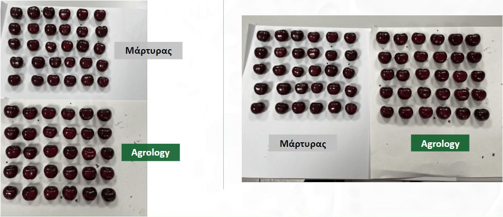 Εικόνα 3. Σύγκριση μεγέθους καρπών με τον Μάρτυρα, μετά την εφαρμογή του Προγράμματος Agrology.