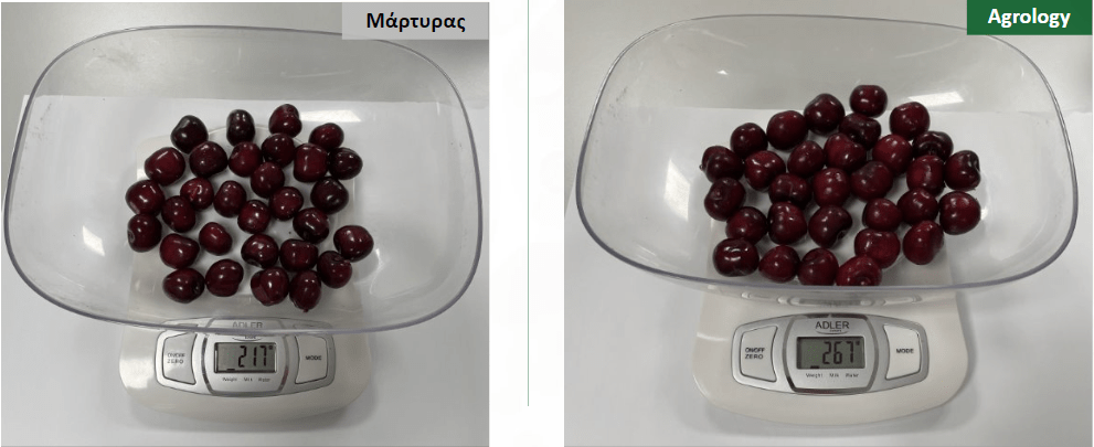 Εικόνα 5. Αύξηση Μέσου Βάρους Καρπού (g). Δείγμα καρπών Agrology (δεξιά) και καρπών Μάρτυρα (αριστερά)