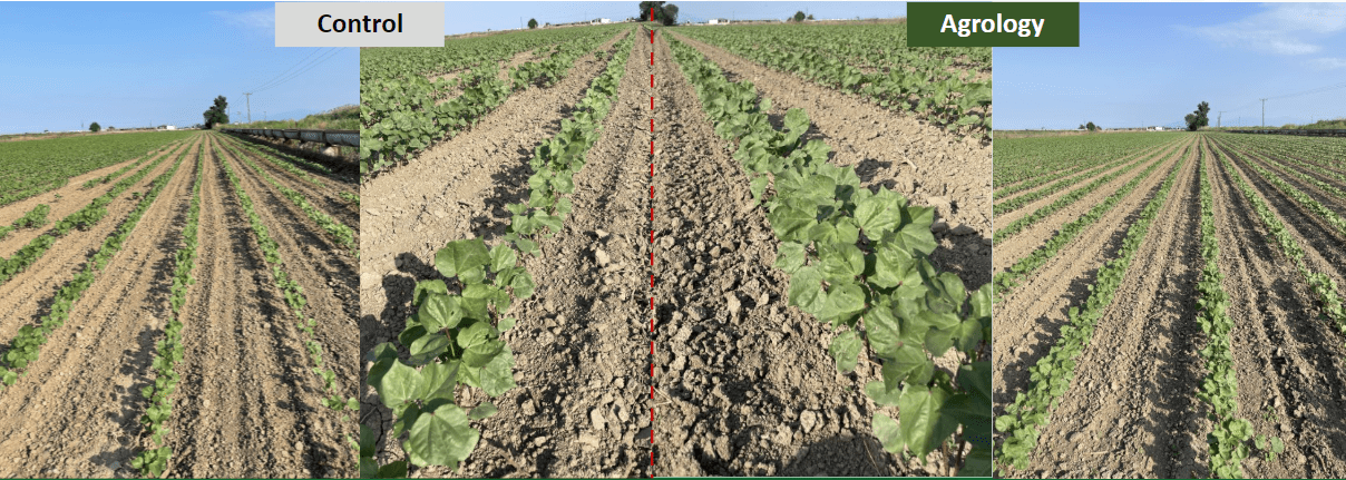 Εικόνα 5. Βλαστική Ανάπτυξη. Μεταχείριση Agrology (δεξιά) και Μάρτυρας (αριστερά).