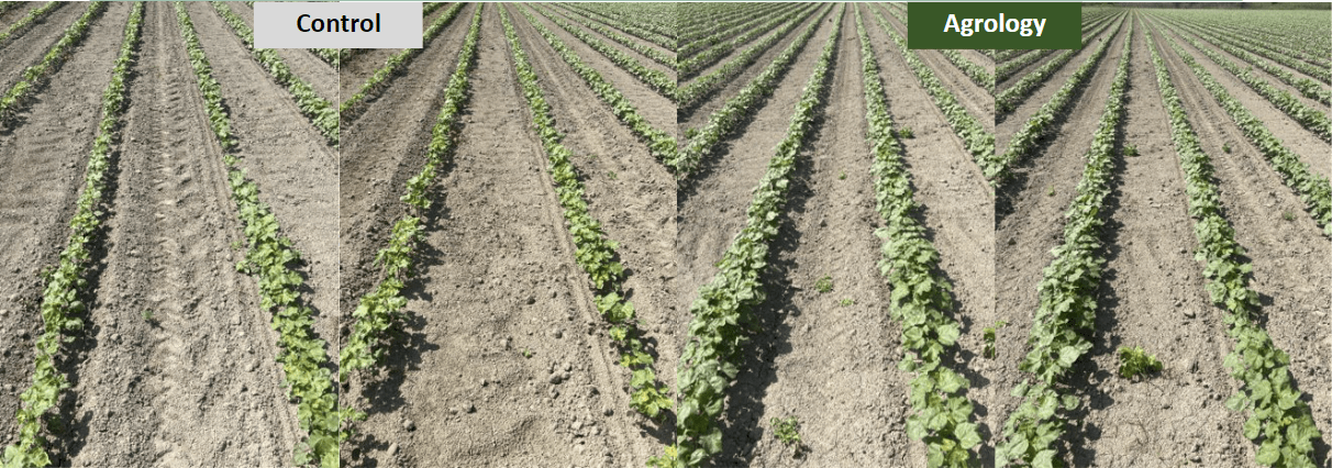 Εικόνα 4. Βλαστική Ανάπτυξη. Μεταχείριση Agrology (δεξιά) και Μάρτυρας (αριστερά).