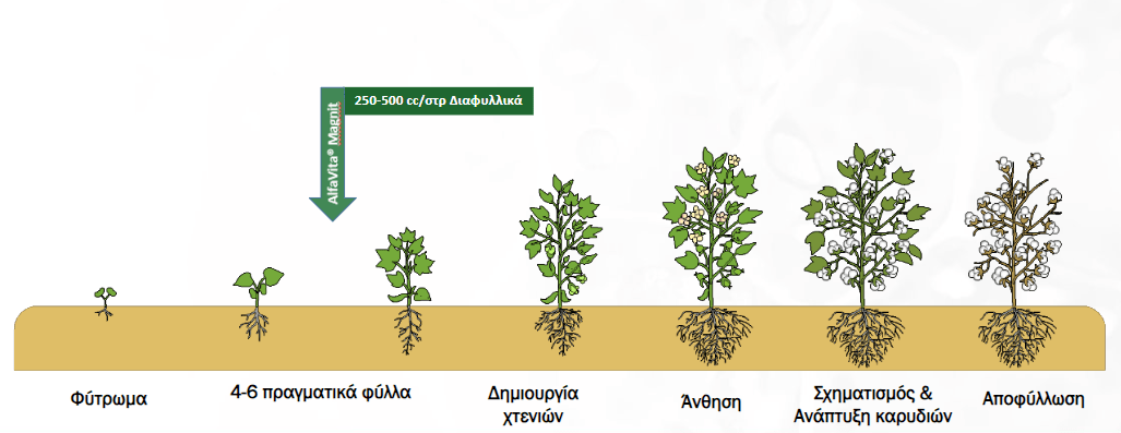 Πρόγραμμα Λειτουργικής Θρέψης Καλλιεργειών® Βαμβακιού