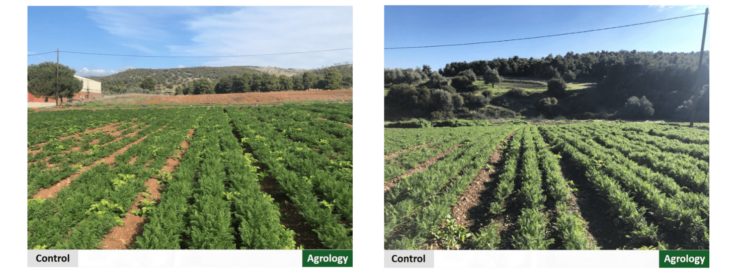 Αποδεικτικός Αγρός​ - Success Story Καρότο. Agrology δεξιά, Μάρτυρας αριστερά