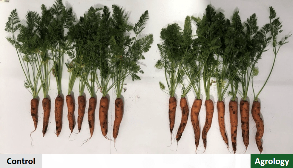 Αποτελέσματα – Συνολική Παραγωγή​ Καρότου. Agrology δεξιά, Μάρτυρας αριστερά