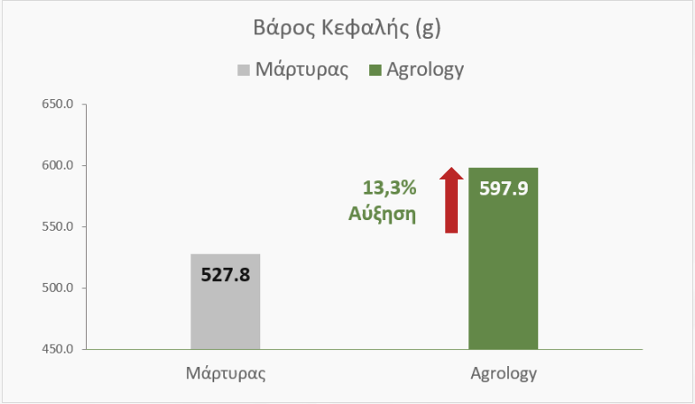 Αύξηση Μέσου Βάρους Κεφαλής​ 13,3% στο Μπρόκολο