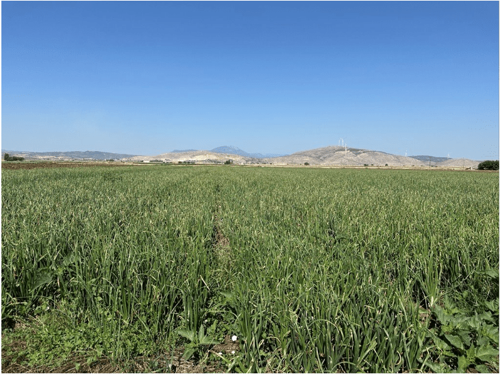 Αύξηση Συνολικής Παραγωγής Στο Κρεμμύδι​