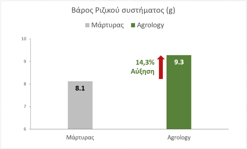 Μέσο Βάρος Ριζικού συστήματος (g) - Θερμοκηπιακό Μαρούλι