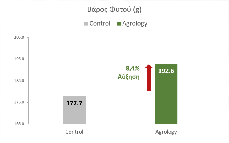 Μέσο Βάρος Φυτού αύξηση 8,4% - Θερμοκηπιακό Μαρούλι