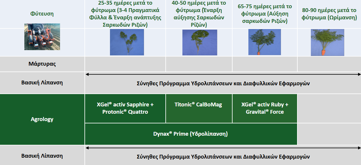 Πρόγραμμα Θρέψης Καρότου (SS 2024_183_GR)​