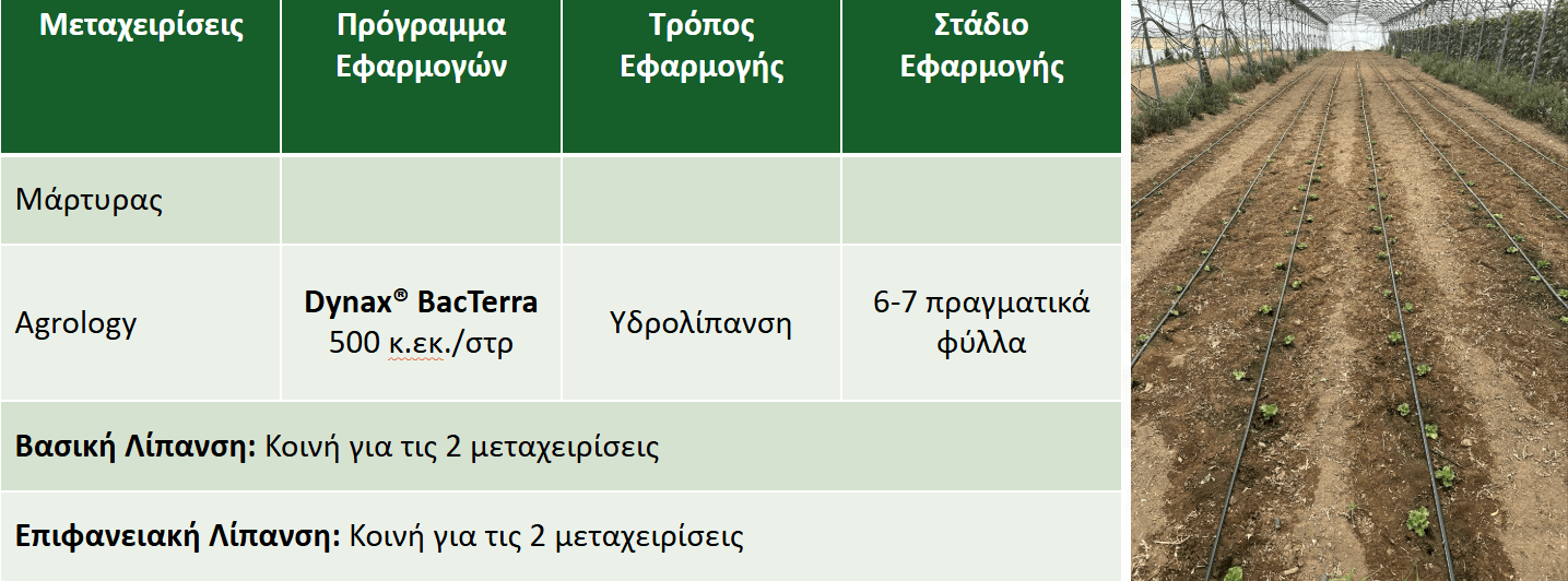 Πρόγραμμα Θρέψης​ στο Μαρούλι - Dynax® BacTerra