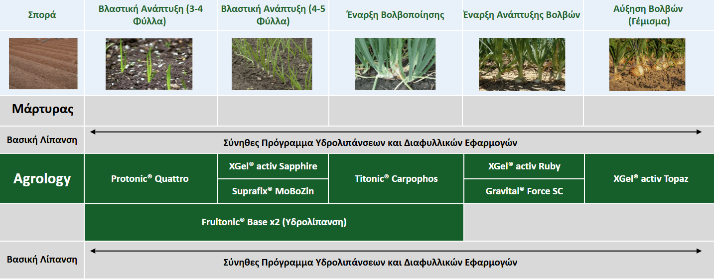 Πρόγραμμα Λειτουργικής Θρέψης Καλλιεργειών® σε Κρεμμύδι