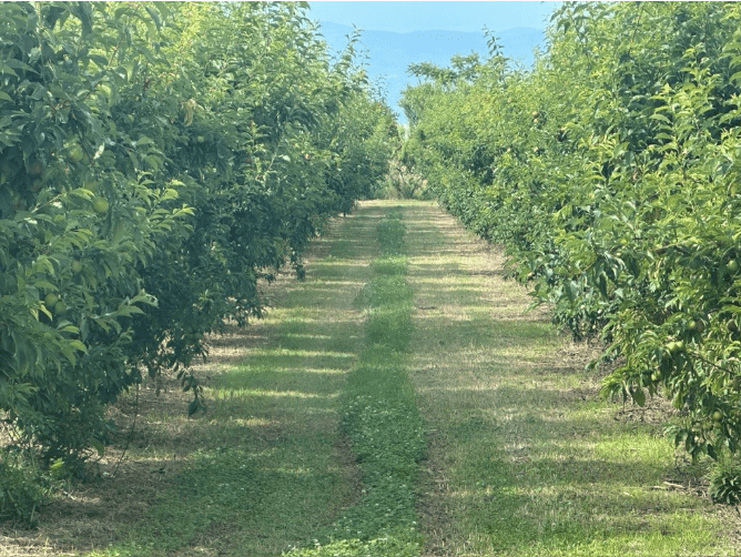 Αύξηση Συνολικής Παραγωγής Στo Δαμάσκηνο