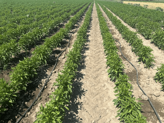 Αύξηση Καρπόδεσης, Βάρους Καρπών και Συνολικής Παραγωγής σε Βιομηχανική Πιπεριά