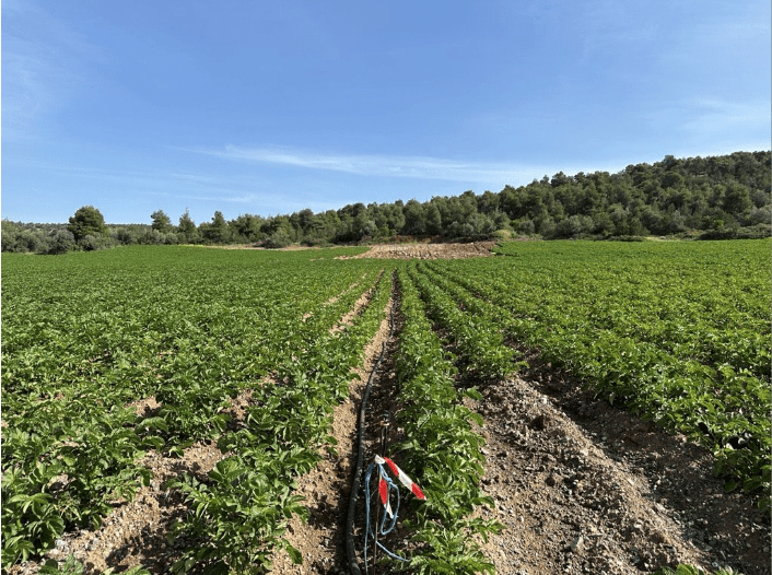 Αύξηση Συνολικής Παραγωγής Στην Πατάτα​ (Ποικιλία Spunta​)