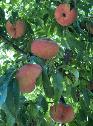 Gravital® Force SC: Βελτίωση Ποιότητας & Αύξηση Μετασυλλεκτικής Συντηρησιμότητας Ροδάκινου​