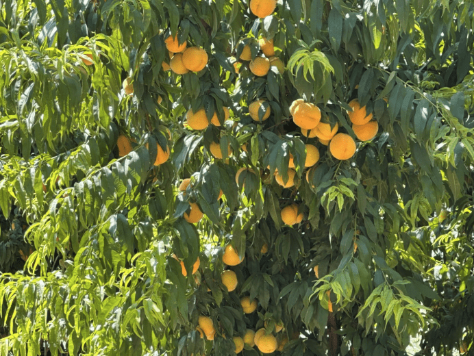 Αύξηση μεγέθους, βάρους καρπών & συνολικής παραγωγής βιομηχανικού ροδάκινου