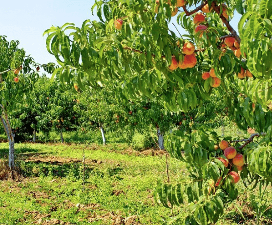 Αύξηση Συνολικής Παραγωγής και Βελτίωση Ποιοτικών Χαρακτηριστικών σε Ροδάκινο​
