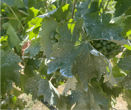 Gravital® Energy: Βελτίωση Ποιότητας​ Οινοποιήσιμων Σταφυλιών var. Βιδιανό & Βηλάνα