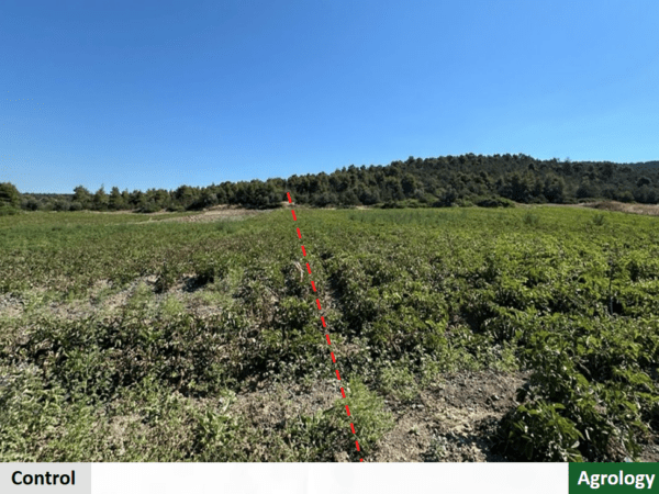 Αποδεικτικός Αγρός​ σε πατάτα spunta. Agrology δεξιά, Μάρτυρας αριστερά. Φωτογραφία 04/06