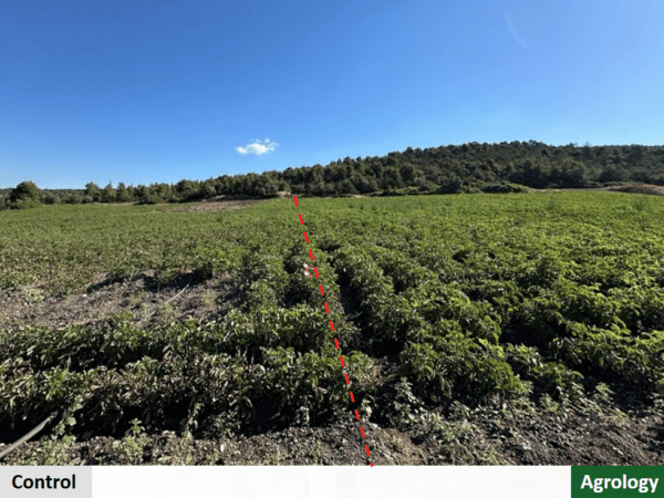 Αποδεικτικός Αγρός​ σε πατάτα spunta. Agrology δεξιά​, Μάρτυρας αριστερά. Φωτογραφία 26/05