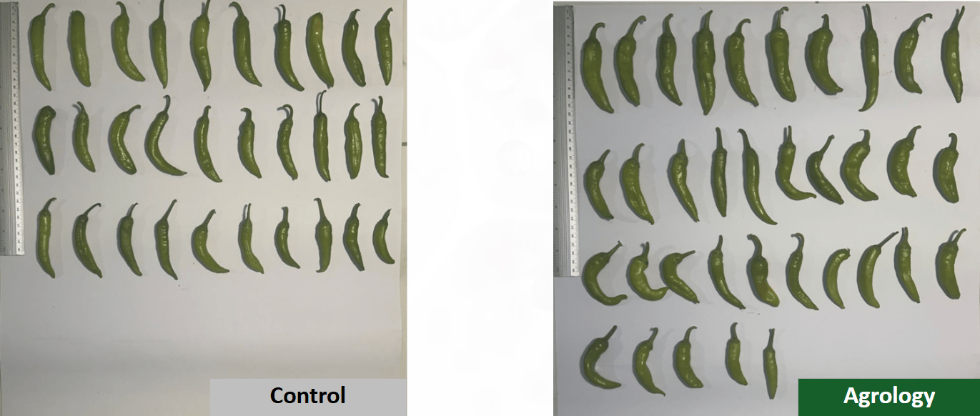 Αποτελέσματα - Αριθμός Καρπών ανά Φυτό​ στη Βιομηχανική Πιπεριά