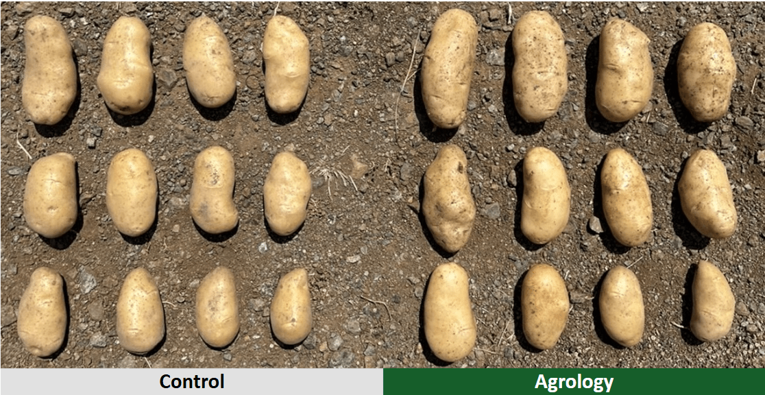 Αποτελέσματα - Μέγεθος Κονδύλων​. Agrology δεξιά, Μάρτυρας αριστερά