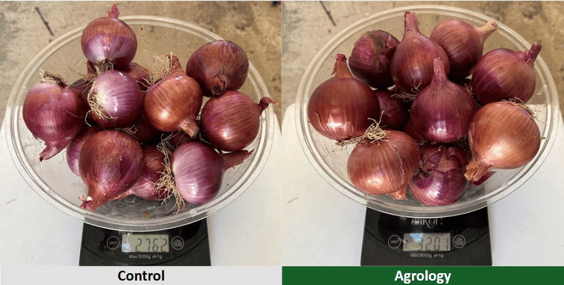 Αποτελέσματα – Βάρος Βολβών στο Κρεμμύδι. Agrology δεξιά, Μάρτυρας αριστερά