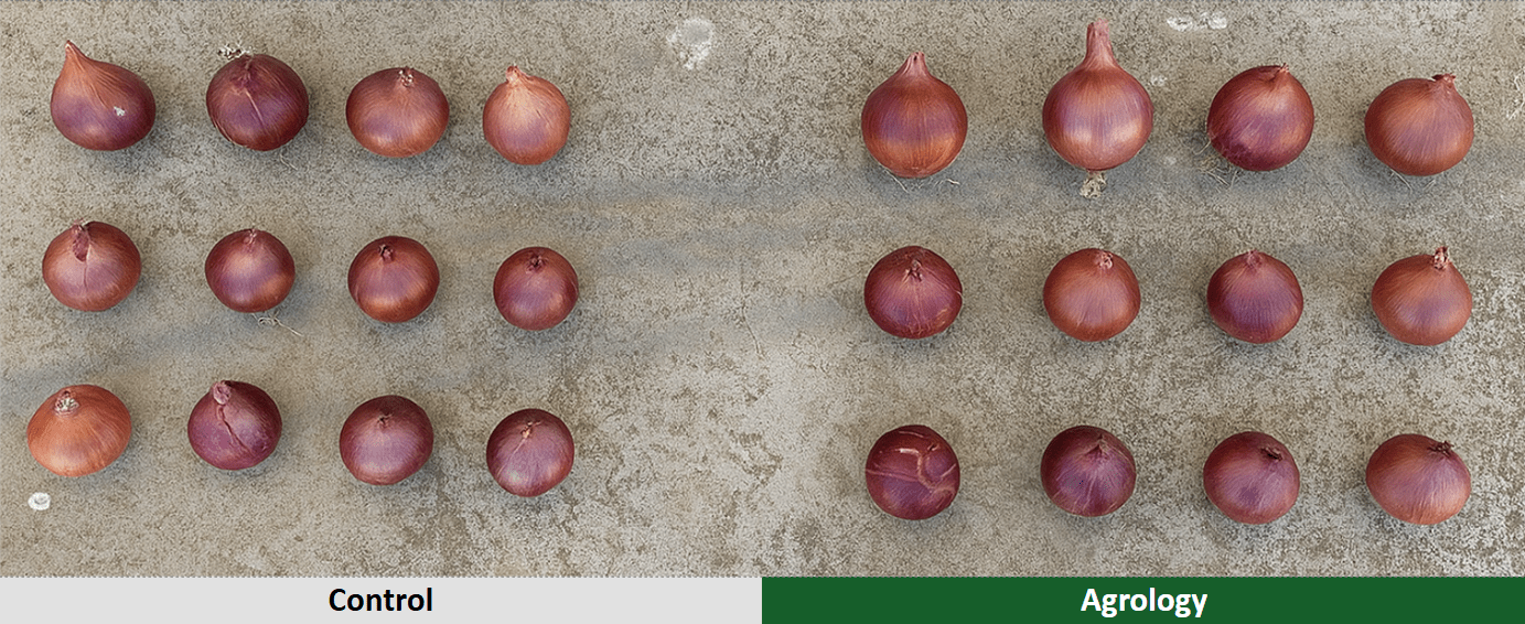 Αποτελέσματα – Μέγεθος Βολβών​ Κρεμμυδιού. Agrology δεξιά, Μάρτυρας αριστερά (2)