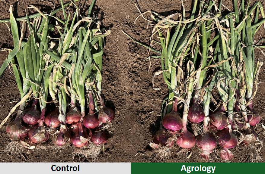 Αποτελέσματα – Μέγεθος Βολβών​ Κρεμμυδιού. Agrology δεξιά, Μάρτυρας αριστερά