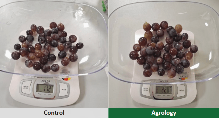 Αύξηση Βάρους 40 Ραγών επιτραπέζιας ελιάς μοσχάτο