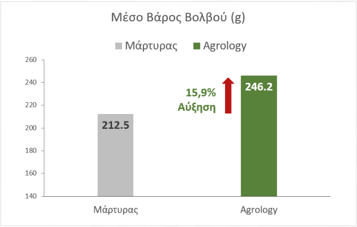 Αύξηση Μέσου Βάρους Βολβών +15,9% ή 33,8 g στο Κρεμμύδι