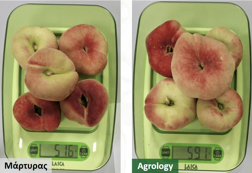 Αύξηση Μέσου Βάρους Καρπού​ - Βάρος 5 Καρπών Ροδάκινο UFO​