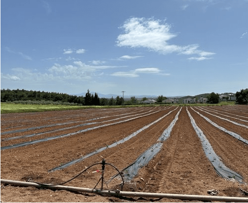 Αύξηση συνολικής παραγωγής σε καλλιέργεια καρπουζιού