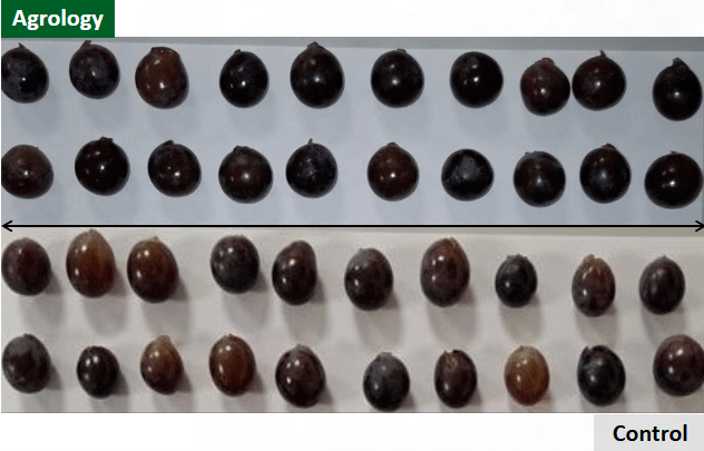 Δείγματα 20 ραγών του προγράμματος Agrology (επάνω) και του Μάρτυρα (κάτω)